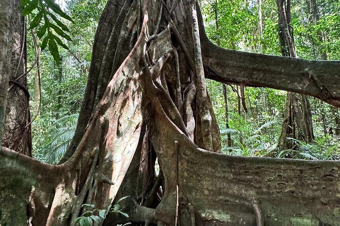 Mossman Gorge Daintree Experience Small Groups - Who Will Love This Tour?