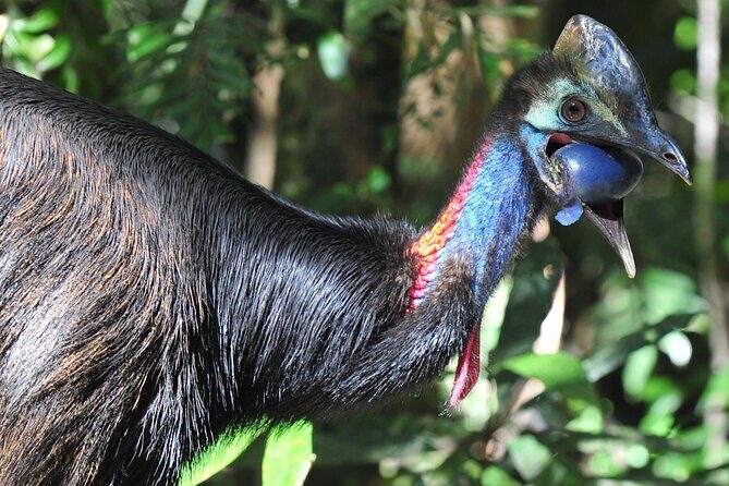 Mossman Gorge Daintree Experience Small Groups - FAQ