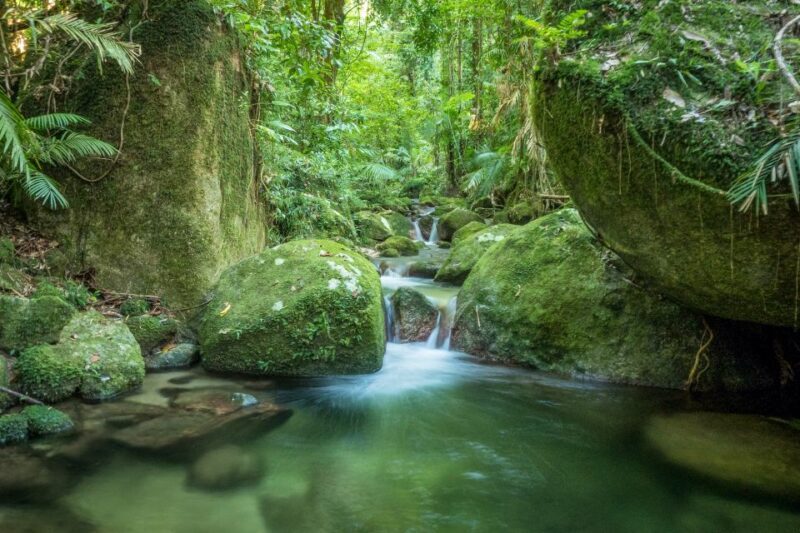 Mossman Gorge: Day Tour with River Drift Experience - Introduction: Why This Tour Stands Out