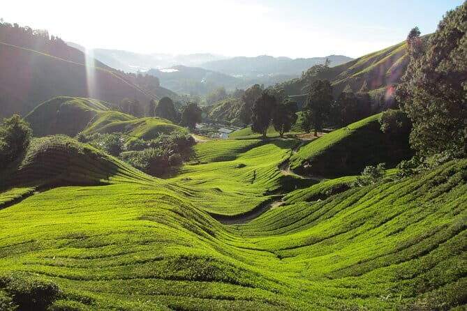 Mossy Forest in Brinchang Tour - FAQ