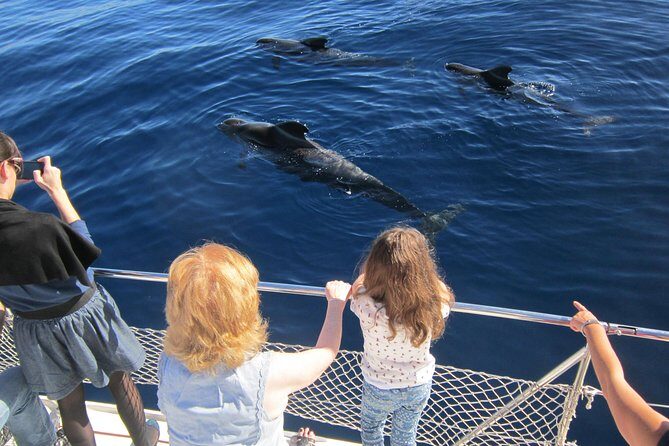 Most Famous Catamaran in Tenerife Island (2 hours and 3 hours tours) - Key Points