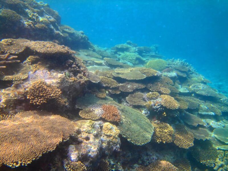 Motobu: Kayak and Snorkel Private Booking - Who Will Love This Experience?