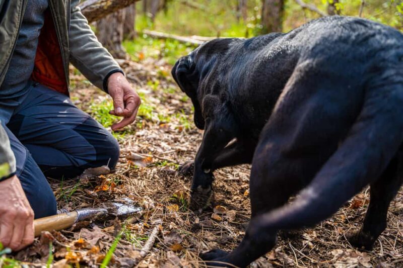 Motovun: Truffle Hunt & 3-Course Brunch with Locals - Key Points