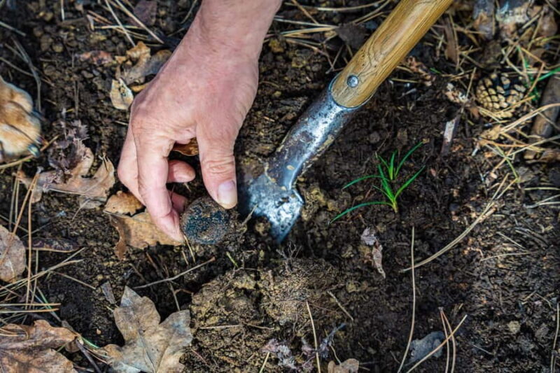Motovun: Truffle Hunt & 3-Course Brunch with Locals - Exploring the Truffle Hunting Experience in Motovun