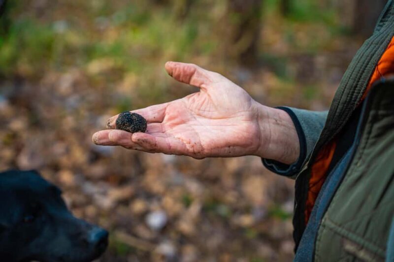 Motovun: Truffle Hunt & 3-Course Brunch with Locals - Additional Practical Details