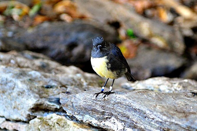 Motuara Island Bird Sanctuary and Ship Cove Cruise from Picton - Key Points