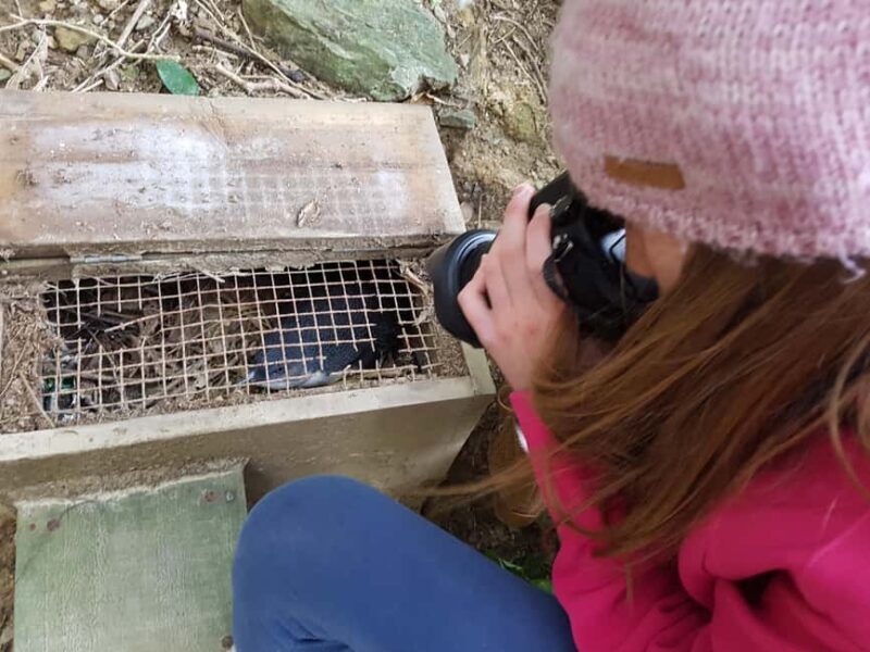 Motuara Island Sanctuary: Wildlife & Dolphin Watching Tour - Setting the Scene: Starting in Picton
