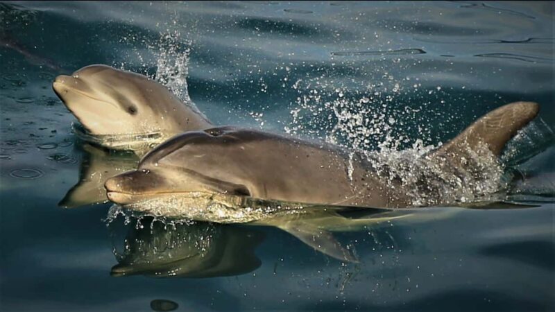 Motuara Island Sanctuary: Wildlife & Dolphin Watching Tour - The Marine Cruise: Navigating the Marlborough Sounds