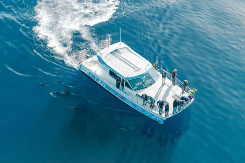 Motuara Island Sanctuary: Wildlife & Dolphin Watching Tour - Wildlife You Might Encounter