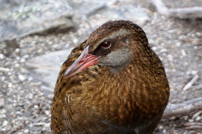 Mou Waho Island Cruise & Self-Guided Nature Walk - What Travelers Say