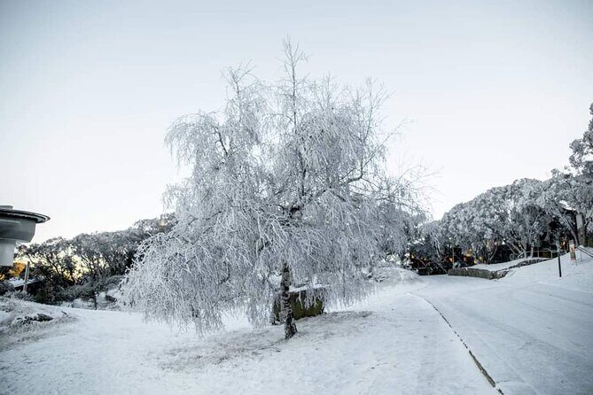 Mount Buller 1 Day Guided Tour - Authentic Experiences and Authentic Feedback