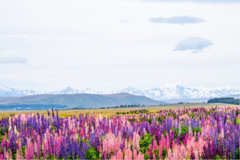 Mount Cook Full-Day Tour: Queenstown to Christchurch - Mount Cook Full-Day Tour: Queenstown to Christchurch