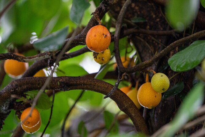 Mount Faber, Henderson Waves and Southern Ridges Tour - Final Thoughts