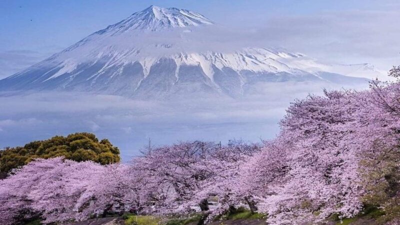 Mount Fuji and Hakone Full Day Private Sightseeing Tour - A Deep Dive into the Experience