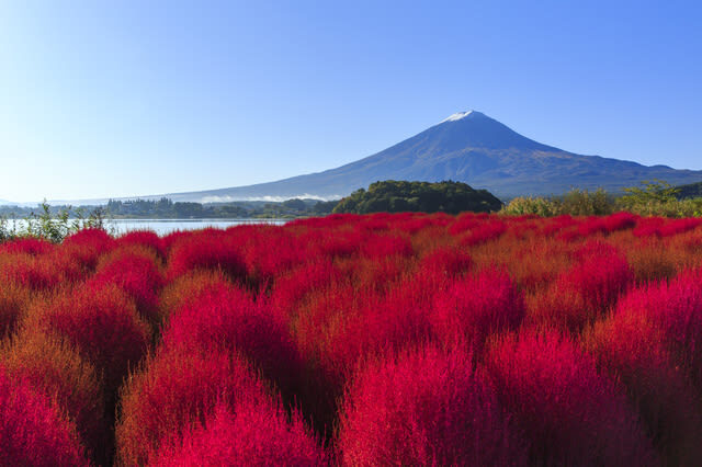 Mount Fuji and Lake Kawaguchi Scenic Sightseeing - Bicycle Rental & Lake Kawaguchi Cruising - North shore views and seasonal color