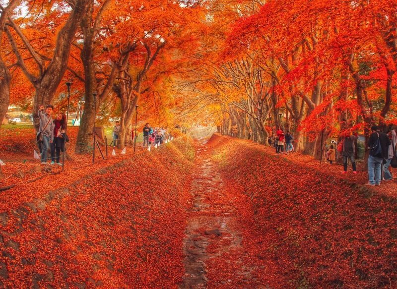 Mount Fuji and Lake Kawaguchi Scenic Sightseeing - Bicycle Rental & Lake Kawaguchi Cruising - Oishi Park for flowers and Fuji views