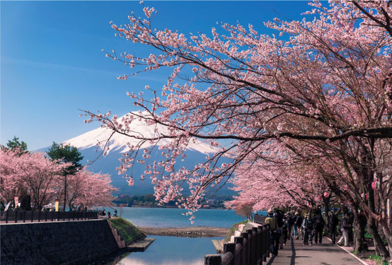 Mount Fuji and Lake Kawaguchi Scenic Sightseeing - Bicycle Rental & Lake Kawaguchi Cruising - Shrines and parks beyond the postcard view
