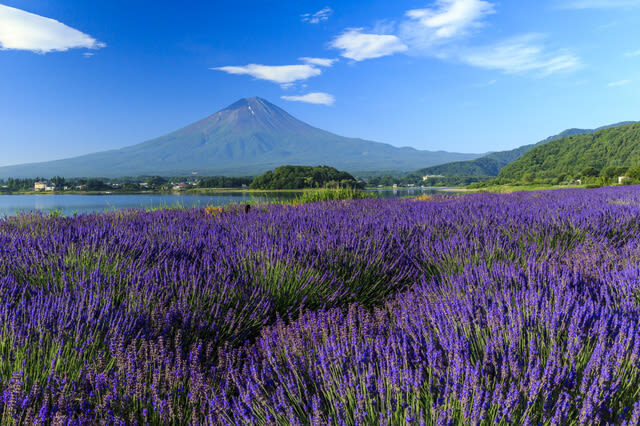 Mount Fuji and Lake Kawaguchi Scenic Sightseeing - Bicycle Rental & Lake Kawaguchi Cruising - Timing, safety, and the return ride