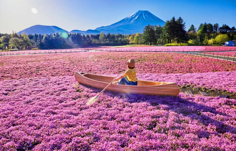 Mount Fuji and Shibazakura Festival Full-Day Flower Viewing Tour - A seasonal Fuji day, not a guaranteed flower festival