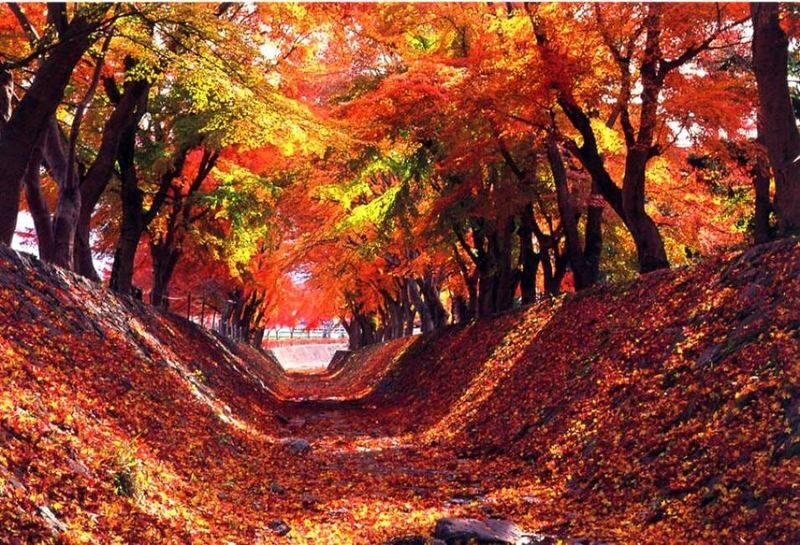 Mount Fuji Classic Day Tour: Arakurayama Sengen Park/5th Station & Lake Kawaguchiko for Cherry Blossoms in Spring and Autumn Leaves in Autumn. Round trip from Tokyo. Hotel pickup and drop-off can be added. (Chinese service) - Weather, pace, and who should book