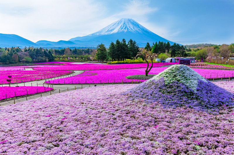 Mount Fuji Day Tour: Arakurayama Sengen Park, Mount Fuji 5th Station, Lake Motosu Shiba Sakura, Oishi Park, Lake Yamanaka Cruise or Optional Hot Spring Experience | Departing from Tokyo - A Fuji day built around the calendar
