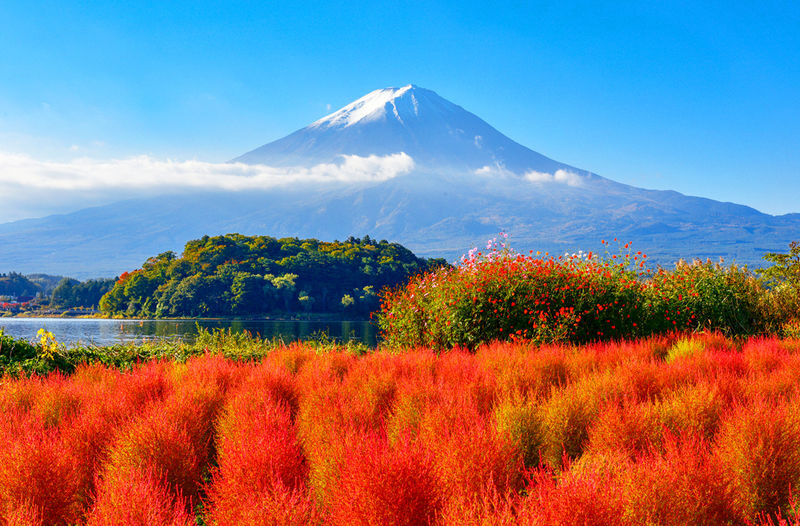 Mount Fuji Day Tour: Arakurayama Sengen Park, Mount Fuji 5th Station, Lake Motosu Shiba Sakura, Oishi Park, Lake Yamanaka Cruise or Optional Hot Spring Experience | Departing from Tokyo - The Lake Kawaguchi stop: flowers, leaves or a lakeside park