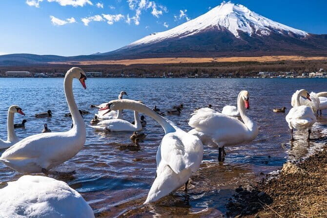 Mount Fuji Day Tour by Chartered Car - Why This Tour Offers Good Value
