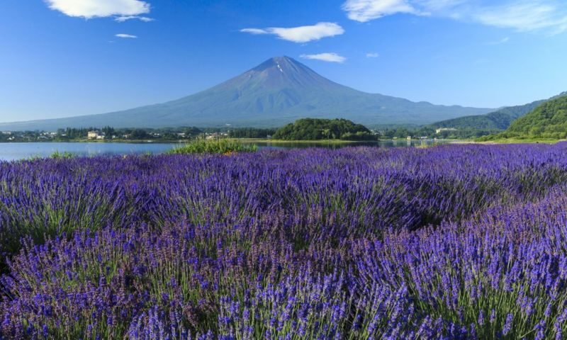 Mount Fuji Day Tour from Tokyo Ginza | Mount Fuji, Lake Kawaguchi, Gotemba Outlet, Konohana no Yu Onsen - Gotemba’s shops, lunch and Fuji backdrop