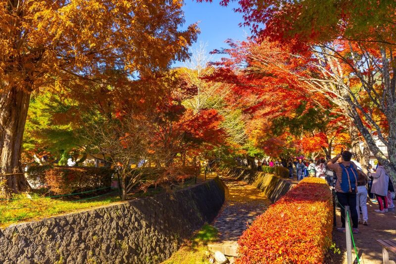 Mount Fuji Day Tour from Tokyo Ginza | Mount Fuji, Lake Kawaguchi, Gotemba Outlet, Konohana no Yu Onsen - Oishi Park and Lake Kawaguchi by season