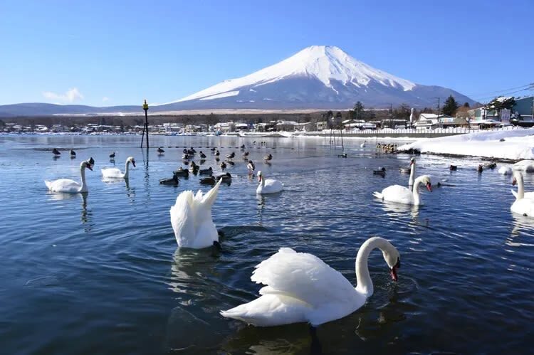 Mount Fuji Day Trip | Departure from Tokyo: Double Lake Scenery, Classic Attractions, Fireworks Limited Edition | Multiple Options Available, Small Group Exquisite Itinerary - Lawson and Oishi Park: quick photos, longer views