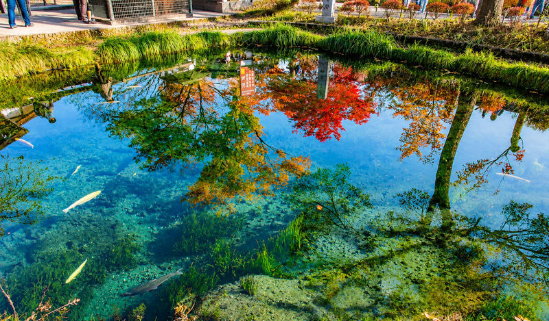 Mount Fuji Day Trip from Tokyo Daily Departure: Chureito Pagoda, Kawaguchiko Oishi Park, Oshino Hakkai, Lawson Convenience Store - Guides, meals and what the price buys