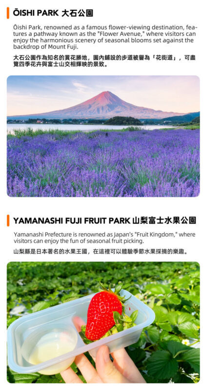 Mount Fuji Fruit Picking & Popular Sightseeing Train Day Trip | Mount Fuji 5th Station/Arakurayama Sengen Park, Sightseeing Train, Oishi Park, Yamanashi Fuji Fruit Park Day Trip (Round Trip from Tokyo) - Oishi Park’s flower-lined Fuji view
