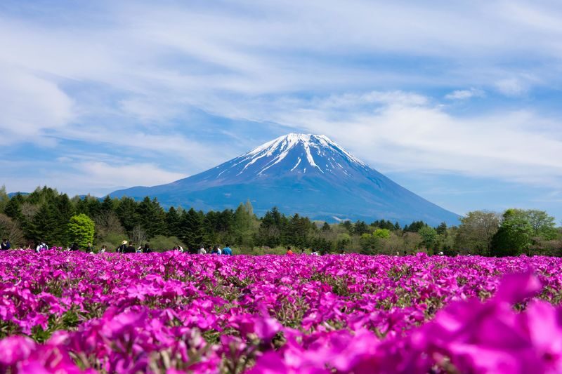 Mount Fuji, Hakone Full-Day Private Tour - Kawaguchiko Music Forest Museum and Oishi Park