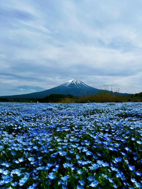 Mount Fuji, Hakone Full-Day Private Tour - Owakudani and the Hakone Ropeway