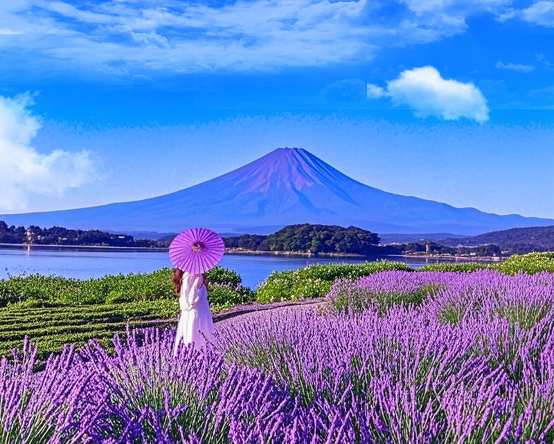 Mount Fuji/Hakone/Kamakura Private Car Day Tour (Hotel pick-up and drop-off/Multiple vehicle options available) - What a private car changes, and what it does not