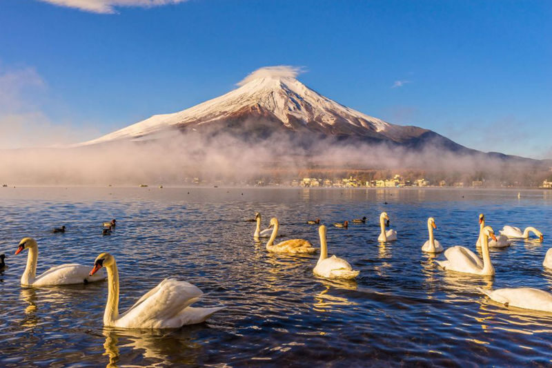 Mount Fuji Hirano Lakeside & Lake Yamanaka Stroll / KABA Amphibious Bus & Lake Kawaguchiko Experience Day Trip - The 8:00 start from Tokyo