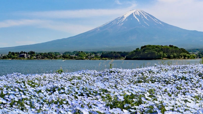 Mount Fuji Hirano Lakeside & Lake Yamanaka Stroll / KABA Amphibious Bus & Lake Kawaguchiko Experience Day Trip - Oshino Hakkai: clear spring pools and a slower pause