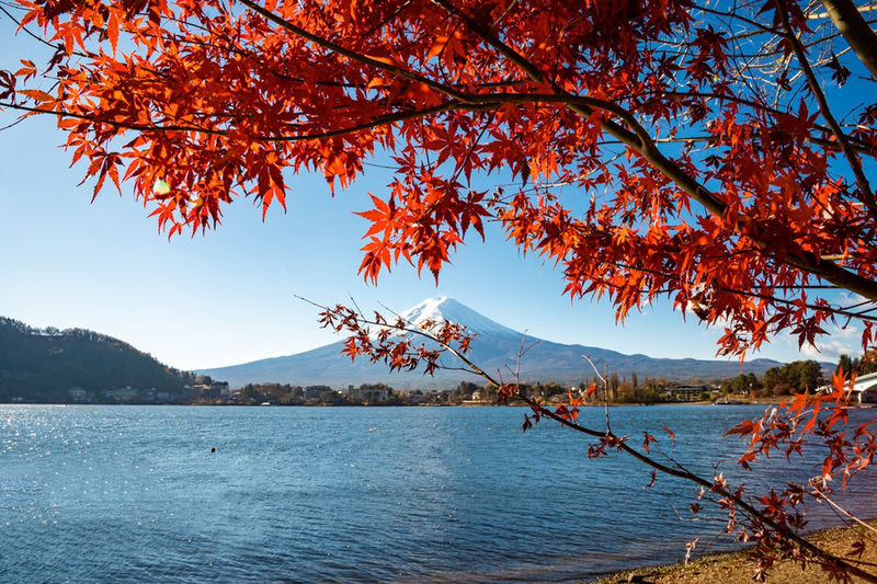 Mount Fuji Internet Celebrity Twin Lakes Check-in] Lake Kawaguchiko & Lake Yamanakako & Oshino Hakkai & Arakurayama Sengen Park & Hinokawashi Clock Shop & Lawson Convenience Store One-Day Tour (Departing from Tokyo) - Lunch: flexible, but not included