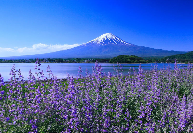 Mount Fuji Internet Celebrity Twin Lakes Check-in] Lake Kawaguchiko & Lake Yamanakako & Oshino Hakkai & Arakurayama Sengen Park & Hinokawashi Clock Shop & Lawson Convenience Store One-Day Tour (Departing from Tokyo) - Lawson and Oishi Park: modern Japan, then lakeside views