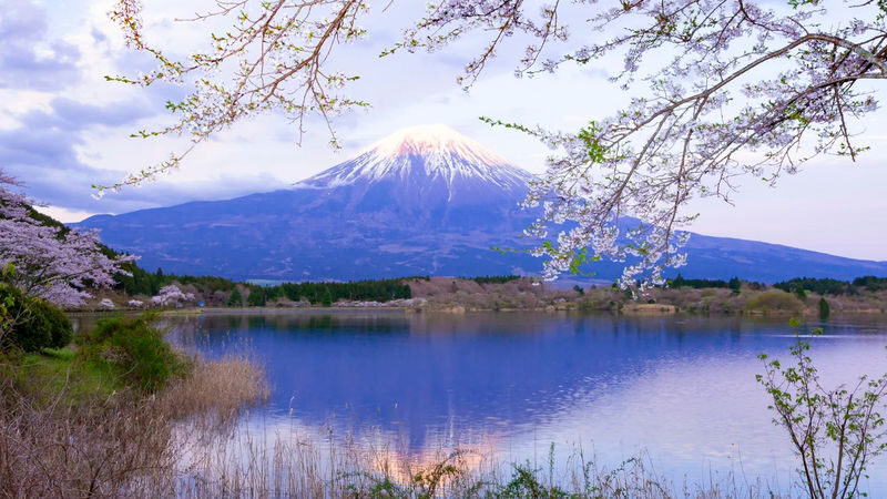 Mount Fuji Internet-Famous Attractions & Makaino Farm & Lake Tanuki & Arakurayama Sengen Park Day Tour (Optional Private Car Charter) - Practical details before you go