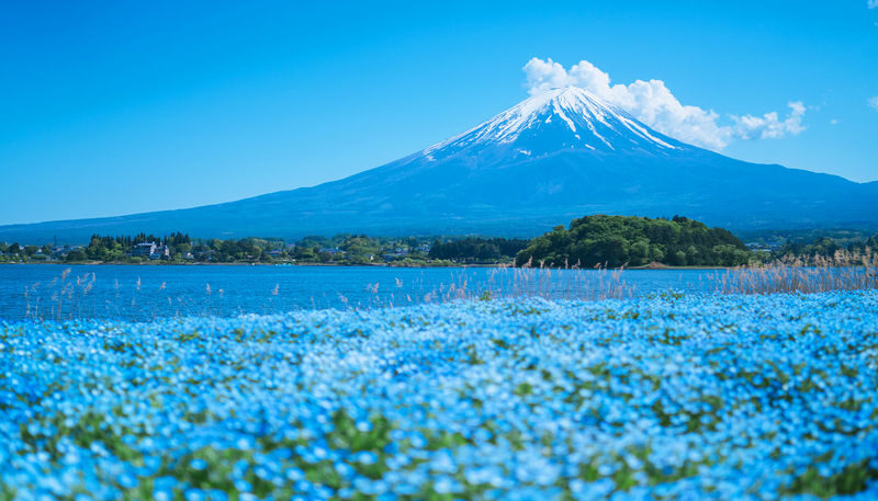 Mount Fuji Kawaguchiko Four Seasons Flower Sea: Arakurayama Sengen Park & Hikawa Clock Shop & Oshino Hakkai & Lawson Photo Spot (Departing from Tokyo) - At a glance: Fuji views, flowers and a tight schedule