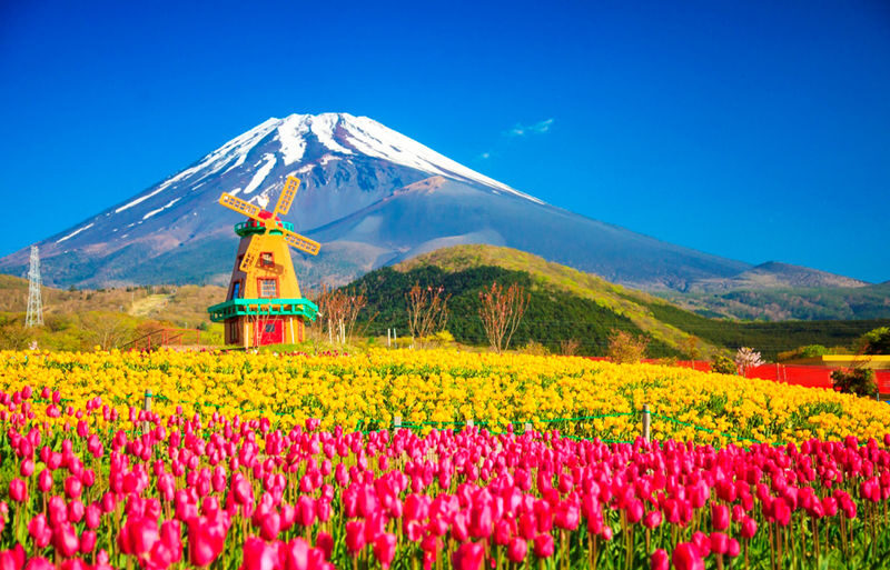 Mount Fuji Kawaguchiko Four Seasons Flower Sea: Arakurayama Sengen Park & Hikawa Clock Shop & Oshino Hakkai & Lawson Photo Spot (Departing from Tokyo) - A Tokyo departure buys you an easy route to Fuji