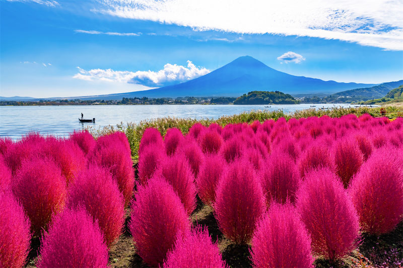 Mount Fuji Kawaguchiko Four Seasons Flower Sea: Arakurayama Sengen Park & Hikawa Clock Shop & Oshino Hakkai & Lawson Photo Spot (Departing from Tokyo) - Seasonal flowers: choose the right version of the route