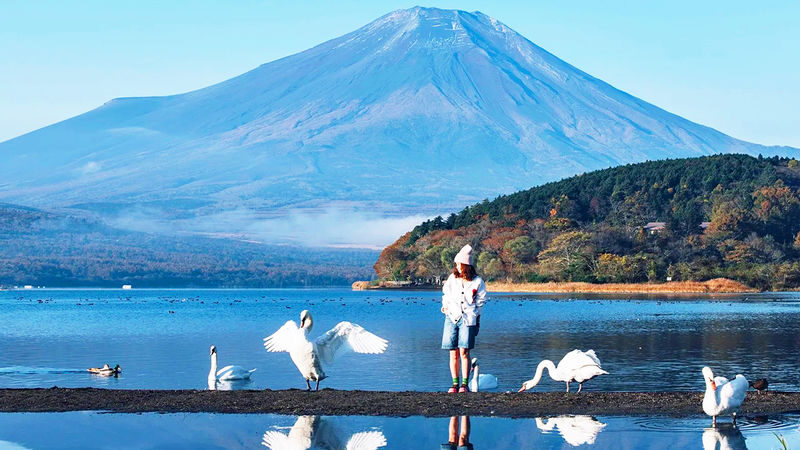 Mount Fuji Lake Yamanaka KABA Amphibious Bus/Swan Boat & Hirano Beach & Lake Kawaguchi Oishi Park & Oshino Hakkai Day Trip | Departure from Tokyo - Four stops, four different Mount Fuji views