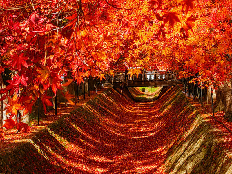 Mount Fuji Lawson Check-in Twin Lakes Day Tour-Departing from Tokyo: Lake Yamanaka & Lake Kawaguchiko Autumn Leaves Corridor & Narusawa Ice Cave & Handicraft Experience (Lunch upgradeable to Kobe beef, etc.) - The Lawson stop, a quick photo with a catch