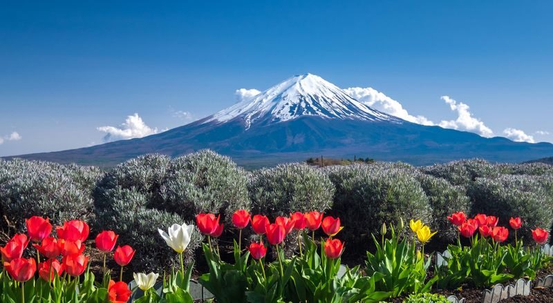 Mount Fuji Magnificent Scenery Exploration Day Tour: Arakurayama Sengen Park & Kawaguchiko Oishi Park & Oshino Hakkai & INS Famous Lawson & Hikawa Clock Shop (Departing from Tokyo) - Lake Yamanaka and the swans
