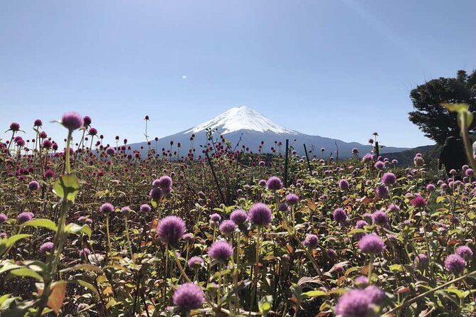 Mount Fuji, Oshino Hakkai and Park Sightseeing Day Tour - FAQ