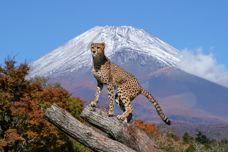 Mount Fuji Parent-Child Day Trip: Fuji Safari Park & Lake Yamanaka Mount Fuji Scenic View & Oshino Hakkai (Chinese/English-speaking leader-Departing from Tokyo/Shinjuku) - At a glance
