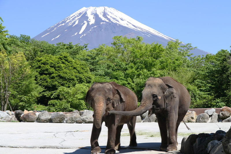Mount Fuji Parent-Child Day Trip: Fuji Safari Park & Lake Yamanaka Mount Fuji Scenic View & Oshino Hakkai (Chinese/English-speaking leader-Departing from Tokyo/Shinjuku) - What this day trip is really like