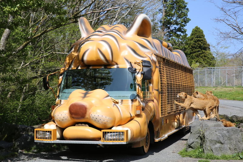 Mount Fuji Parent-Child Day Trip: Fuji Safari Park & Lake Yamanaka Mount Fuji Scenic View & Oshino Hakkai (Chinese/English-speaking leader-Departing from Tokyo/Shinjuku) - Fuji Safari Park: the day’s main event